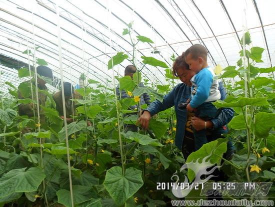 德州近郊兴起"农庄" 城里人热衷体验开心农场