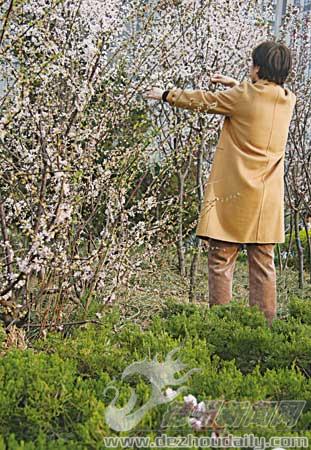 3月31日，一名游客在董子园一绿地折花。