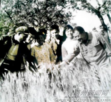 1975年，庆云驻李店农业学大寨工作组查看小麦长势