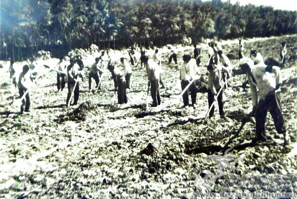 上世纪70年代初，武城县果里大队农业大生产现场