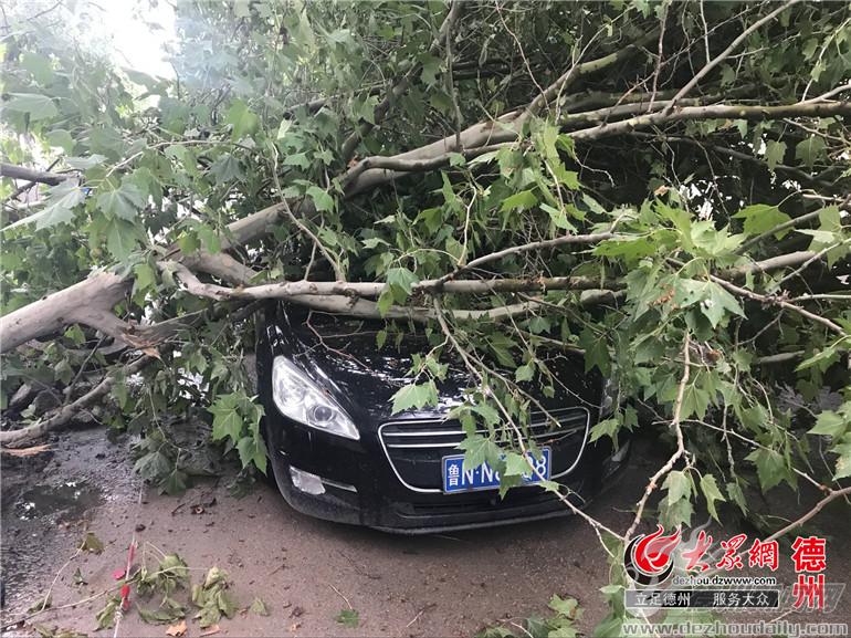 德州绿化树倒伏砸中轿车吓傻车上一家四口