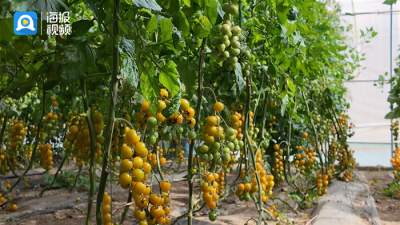 援派干部风采丨济南援藏：助力白朗县乡村振兴再开“新地图”