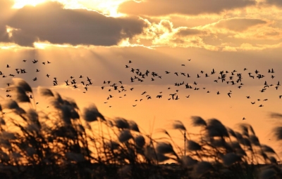 从白茫茫的盐碱地到百鸟迁飞的世界自然遗产——黄河三角洲绘就生态画卷