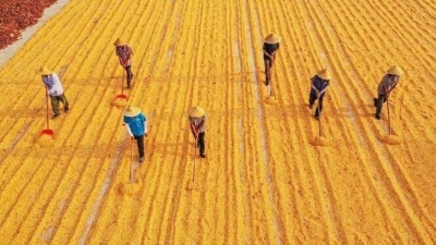 闪电评论丨“齐鲁粮仓”丰收忙