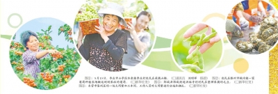 又是一年秋收时！齐鲁大地，谷熟、果香……