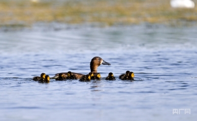 【人民城市·温情中国】千年大计“雄”心壮志 心安此处向未来