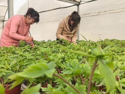 新春走基层｜催花牡丹“触网”热销传递春意