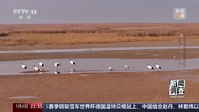 如何了解黄河生态之变？看看山东这些鸟儿就知道