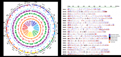中国完整破译小麦“生命天书”，给“粮仓支柱”装上基因导航