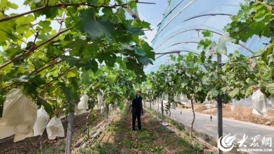 粮满仓・好丰光丨新农人：葡萄丰收满园香 绘就刘村“甜蜜事业”