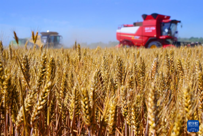 经济大省挑大梁 | “齐鲁粮仓”的“稳”与“进”