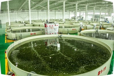 韩国食客点赞“弹牙”，秘诀来自微山