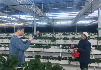 新春走基层丨海拔4394米，雪山下的草莓红了